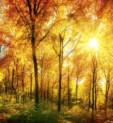 Dimex SUNY FOREST fotótapéta, poszter, vlies alapanyag, 225x250 cm (MS-3-0067)