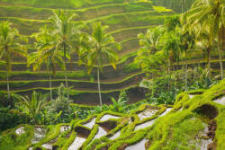 Dimex Vlies Fotótapéta - Morning rice terraces - 375x250 cm (MS-5-1862)
