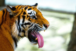 Dimex Vlies Fotótapéta - Siberian tiger portrait - 375x250 cm (MS-5-0562)