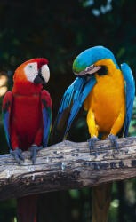Dimex COLOURFUL MACAW fotótapéta, poszter, vlies alapanyag, 150x250 cm (MS-2-0223)