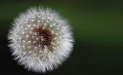 Consalnet Pitypang poszter, fotótapéta, Vlies (368 x 254 cm) (C1-2019V8)