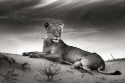 Dimex Vlies Fotótapéta - Lioness on desert - 375x250 cm (MS-5-0564)