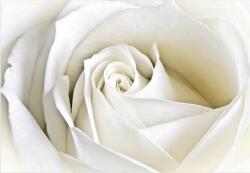 Consalnet Rózsa poszter, fotótapéta, Vlies (104 x 70, 5 cm) (C1-8-001VEM)