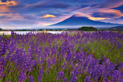 Dimex FUJI MOUNTAIN AND LAVENDER fotótapéta, poszter, vlies alapanyag, 375x250 cm (MS-5-1925)