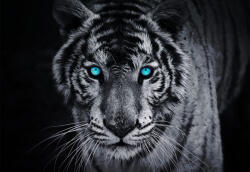 Consalnet Tigris poszter, fotótapéta, Vlies (368 x 254 cm) (C1-153V8)