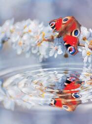 Consalnet Butterfly poszter, fotótapéta, Vlies (184x254 cm, álló) (C1-013V4A)