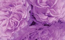 Consalnet Lila virágok poszter, fotótapéta Vlies (152, 5 x 104 cm) (C1-657VEL)