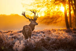 Dimex Vlies Fotótapéta - Red Deer in sunset - 375x250 cm (MS-5-0619)