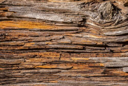 Dimex TREE BARK fotótapéta, poszter, vlies alapanyag, 375x250 cm (MS-5-0159)