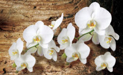 Consalnet Orchidea poszter, fotótapéta (254 x 184 cm) (C1-1017V4)