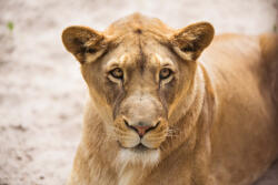 Dimex Vlies Fotótapéta - Lioness Close-up portrait - 375x250 cm (MS-5-0559)