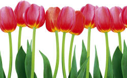 Dimex BED OF TULIPS fotótapéta, poszter, vlies alapanyag, 375x250 cm (MS-5-0126)