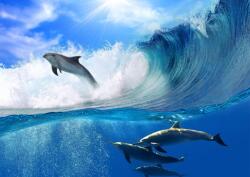 Consalnet Delfinek poszter, fotótapéta (208 x 146 cm) (C1-188VEXL)