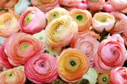 Consalnet Rózsák poszter, fotótapéta, Vlies (368 x 254 cm) (C1-2298V8)