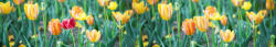 Dimex SPRING FLOWERS öntapadós konyhai poszter, 350x60 cm (KI-350-122)