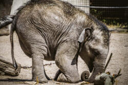 Dimex Vlies Fotótapéta - Baby elephant - 375x250 cm (MS-5-0483)