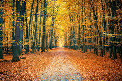 Dimex Vlies Fotótapéta - Colorful Autumn Park - 375x250 cm (MS-5-1920)
