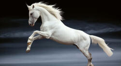 Dimex Vlies Fotótapéta - The great Orlov - 375x250 cm (MS-5-0423)