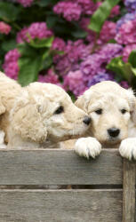 Dimex LABRADOR PUPPIES fotótapéta, poszter, vlies alapanyag, 150x250 cm (MS-2-0224)