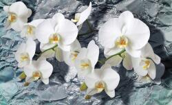 Consalnet Orchidea poszter, fotótapéta (368 x 254 cm) (C1-1669V8)