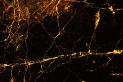 Dimex Vlies Fotótapéta - black gold marble - 375x250 cm (MS-5-2482)
