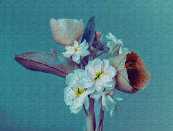 AS Fotótapéta, Virágok türkiszben, Prémium, 371x280 cm (AS-38269-1)