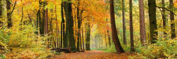 Dimex AUTUMN FOREST öntapadós konyhai poszter, 180x60 cm (KI-180-045)