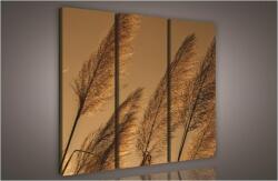 Consalnet Nád, 3 darabos vászonkép, 90x80 cm méretben (C5-851S6)