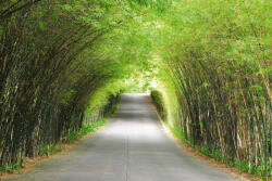 Dimex Vlies Fotótapéta - Bamboo path - 375x250 cm (MS-5-1881)