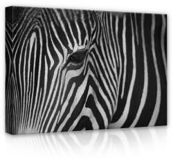 Consalnet Zebra, vászonkép, 70x50 cm méretben (C5-12736O7)