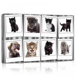 Consalnet Kutyák és cicák, vászonkép, 60x40 cm méretben (C5-10453O4)