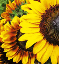 Dimex SUNFLOWERS fotótapéta, poszter, vlies alapanyag, 225x250 cm (MS-3-0130)