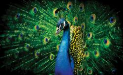 Consalnet Páva poszter, fotótapéta Vlies (312 x 219 cm) (C1-630VEXXL)