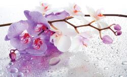 Consalnet Orchidea poszter, fotótapéta, Vlies (104 x 70, 5 cm) (C1-869VEM)