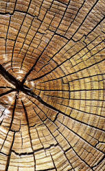 Dimex WOOD fotótapéta, poszter, vlies alapanyag, 150x250 cm (MS-2-0162)