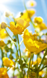 Dimex YELLOW FLOWERS fotótapéta, poszter, vlies alapanyag, 150x250 cm (MS-2-0134)