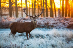 Dimex Vlies Fotótapéta - Red Deer in Morning Sun - 375x250 cm (MS-5-0616)