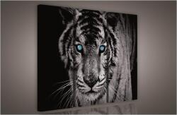 Consalnet Tigris, 3 darabos vászonkép, 90x80 cm méretben (C5-130AS6)