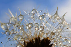 Dimex Vlies Fotótapéta - Drops on dandelion - 375x250 cm (MS-5-1360)