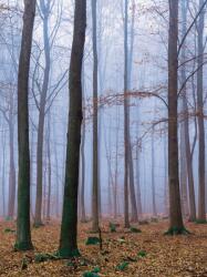 Consalnet Erdő poszter, fotótapéta, Vlies (184x254 cm, álló) (C1-2658V4A)