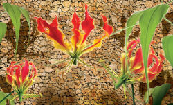 Consalnet Red lilies poszter, fotótapéta Vlies (254 x 184 cm) (C1-1388V4)