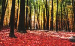 Consalnet Erdő poszter, fotótapéta, Vlies (104 x 70, 5 cm) (C1-1219VEM)