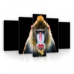 Consalnet Vászonkép 5 darabos, Pávián 100x60 cm méretben (C5-12723S17)