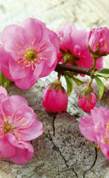 Dimex SAKURA fotótapéta, poszter, vlies alapanyag, 150x250 cm (MS-2-0109)