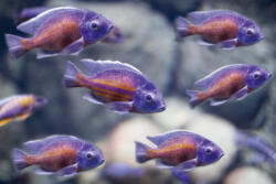 Dimex Vlies Fotótapéta - Lot of fish in the water - 375x250 cm (MS-5-0518)