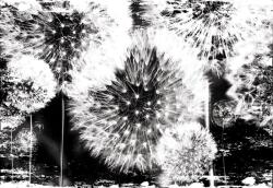 Consalnet Pitypang poszter, fotótapéta, Vlies (416 x 254 cm) (C1-2185VEXXXL)