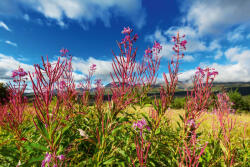 Dimex Vlies Fotótapéta - Meadow in Alaska - 375x250 cm (MS-5-1348)