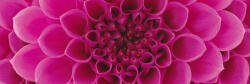 Dimex PINK DAHLIA öntapadós konyhai poszter, 180x60 cm (KI-180-049)