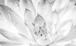 Consalnet Virág poszter, fotótapéta Vlies (312 x 219 cm) (C1-3118VEXXL)