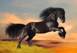 Sverus Fotótapéta Black Friesian Horse in Sunset, 400 x 260 cm (SV-12763862WM-400X260CM)